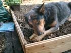 Australian Cattle Dog Hündin 3 Jahre alt ruhiges Wesen und nicht überdreht