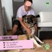 Timon. ist ein toller Hund loyal und sehr auf seinen Menschen bezogen