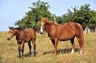 Bildhübsches QH-Stutfohlen zu verkaufen