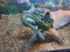 Verkaufe oder Tausche gelbe Anaconda Eunectes notaeus