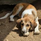 Scoobidoo sucht ein passendes Zuhause