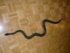 1. 1 Morelia spilota cheynei von 2022 Teppichpython