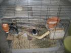 Chinchilla Duo abzugeben
