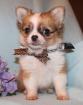 Chihuahua- und Minichihuahuawelpen aus seriöser Zucht