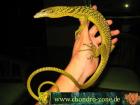 Varanus prasinus bohmei salvadori.