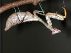 Parasphendale agrionina Giant-Mantis Nachwuchs L1
