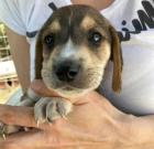Basti sucht ein passendes Zuhause