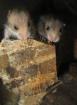 Noch kleine 4 Wochen alte Teddyhamsterbabys abzugeben