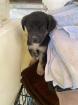 Lidia sucht ein passendes Zuhause