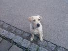 Labrador Welpe Micky geboren im April 2022 sucht nettes und liebevolles zuhause