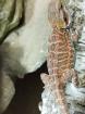 Bartagame Babys und ein erwachsenen