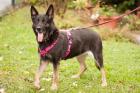 ELISA - Schäferhund - 8 Jahre - Tierhilfe-Franken e. V.