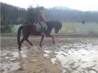 SUCHE REITBETEILIGUNG IN DRESDEN