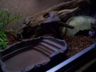 Baby Albino Tigerpython Inklusive Terrarium