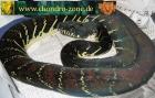 Morelia boeleni Morelia viridis Warane etc.