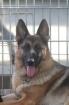 Dt. Schäferhund Hündin SV VDH