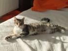 Izzy mit nur 1 Auge fast blind sucht zu Hause mit gesichertem Freigang