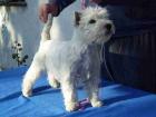 Klasse West Highland White Terrier Hündin 7 Monate jung