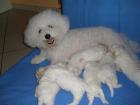 Bichon Friese 1 Wurf geb. am 10. 06. 09