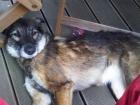Minou Schäferhund / Australian Shephard Mischling - Hündin