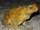 Agakröten Bufo marinus