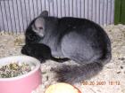Suche einige Chinchilla Weibchen in Schoko Pink-White Afro-Violett