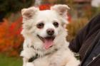 BIRKIE - Chihuahua-Mix - 13 Jahre - Tierhilfe-Franken e. V.