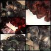 Schwarz- braune Schäferhunde suchen Familie