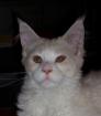2 typvolle Maine Coon s