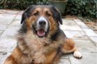 Woffy - Mischling - 4 Jahre - Tierhilfe-Franken e. V.