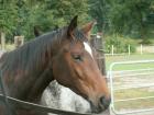 Gesunde und hübsche Pferde aus Robuster Haltung Trakehner und Quarters