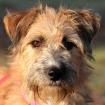 ROSIKA - Terrier-Mix - 1 Jahr 2 Monate - Tierhilfe-Franken e. V.