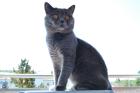 BKH Deckkater sucht Mädels zum Decken