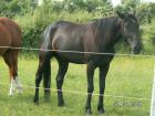 Beauty Rapp-Wallach ca. 160cm wird 5Jahre
