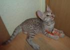 Ocicat-Kitten - Kleine Kostbarkeiten im Tupfenlook