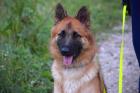 RED BUDDY - Harzer Fuchs - 11 Monate - Tierhilfe-Franken e. V.