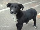 Bonny sucht DRINGEND ein neues schönes zuhause