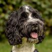 QUITO - freundlicher Cockapoo - 4 Jahre - Tierhilfe-Franken e. V.