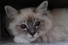Kater Heilige Birma blaue Augen Schmuse Katze