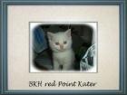 BKH Kitten suchen liebevolles zu Hause