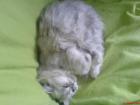 Perserkater sucht für sein erstes mal ne liebe katze