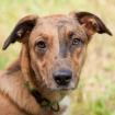NSCHOTSCHI - Malinois-Aussi-Mix - 7 Monate - Tierhilfe-Franken e. V.