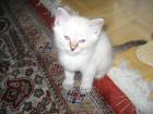 Ragdoll Kitten