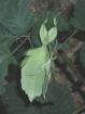 Phyllium siccifolium Wandelndes Blatt eier
