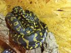 1. 0 Teppichpython Morelia Spilota NZ 16 Diamond Jungle Jaguar