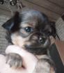 Chihuahua Welpen reinrassig Lang Haar typvoll