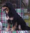 Mischlingshund Rüde