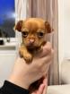 Chihuahua Welpen zu verkaufen