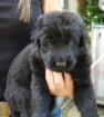 Altdeutsche Schäferhund Welpen lackschwarz