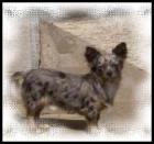 Langhaar Chihuahua Rüde Blue Merle